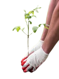 Planting A Legacy Book